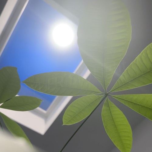 Dòng T | Mặt trời tỏa sáng Yuer Skylight